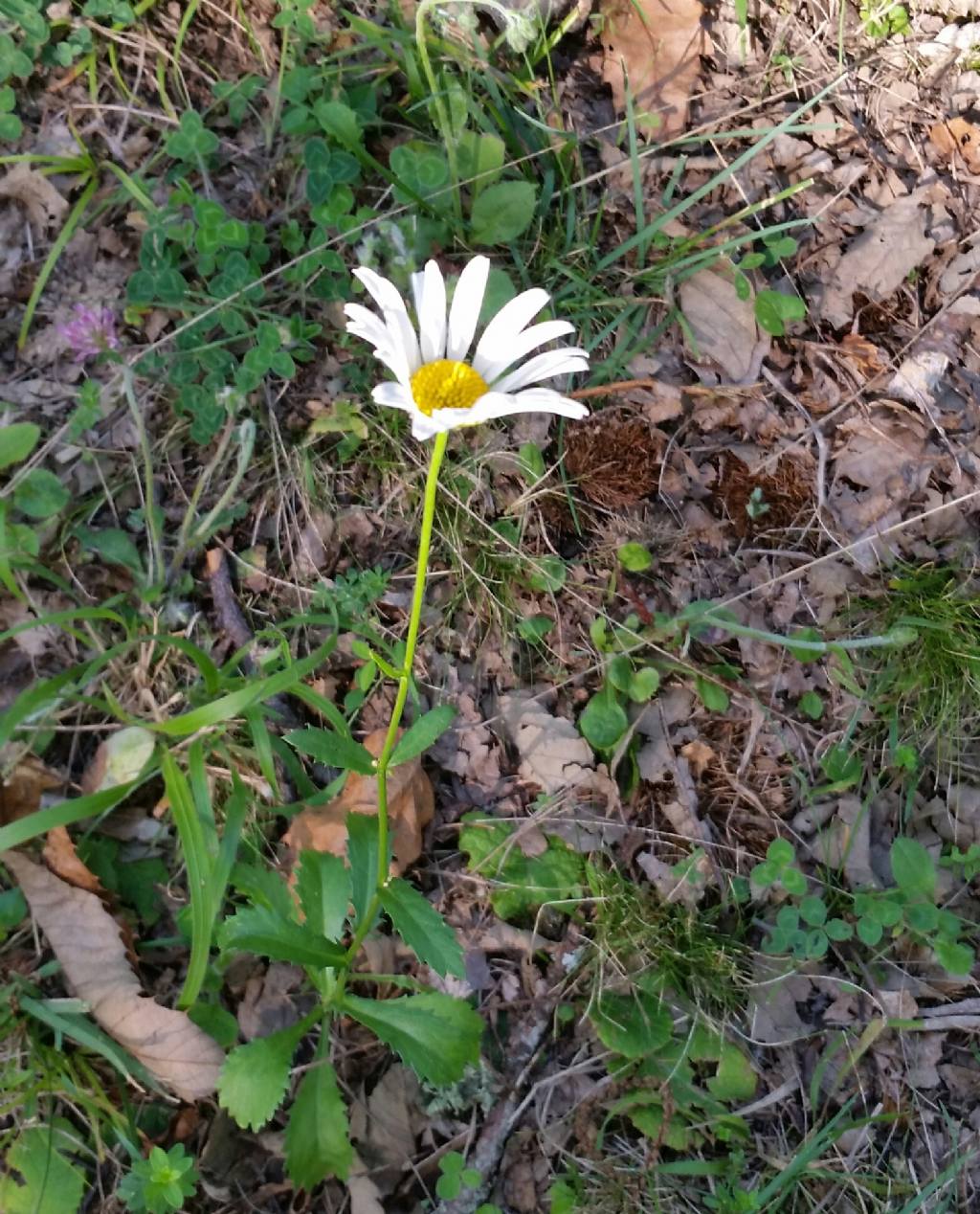 Leucanthenum vulgare?